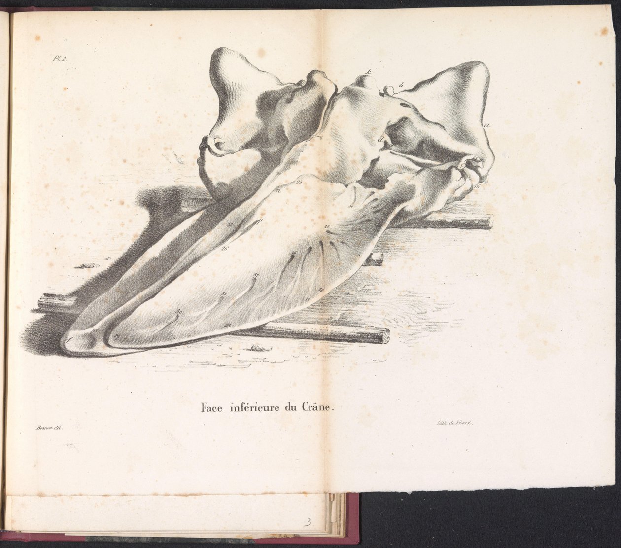 Schedel van de walvis, 1827 da Bossuet