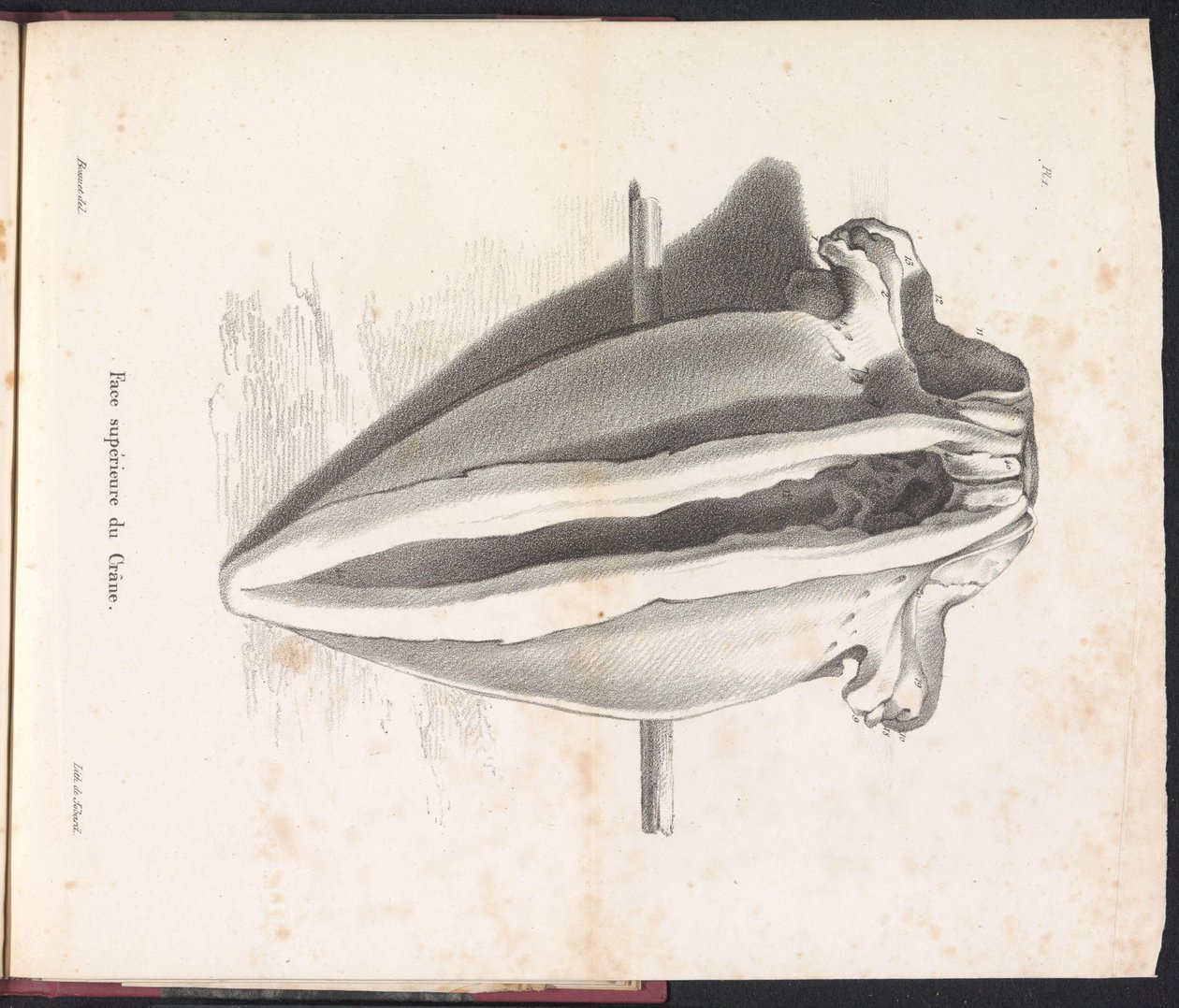 Cranio della balena, 1827 da Bossuet