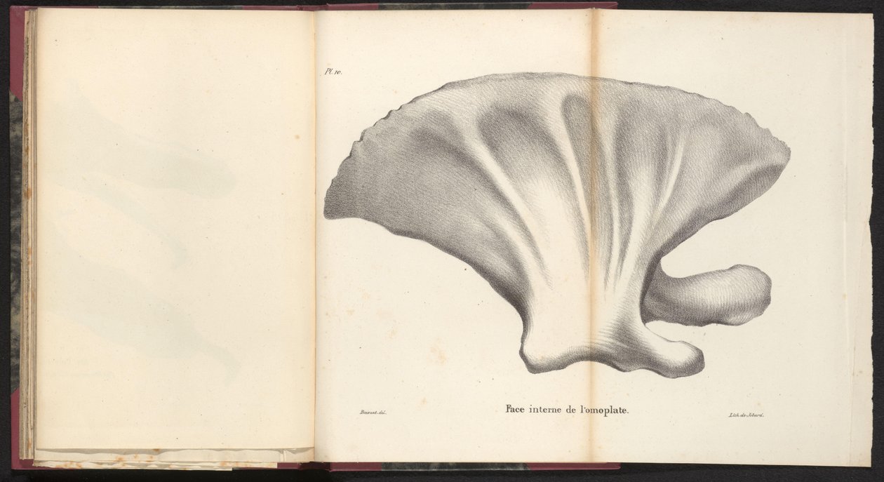 Scapola della balena, 1827 da Bossuet