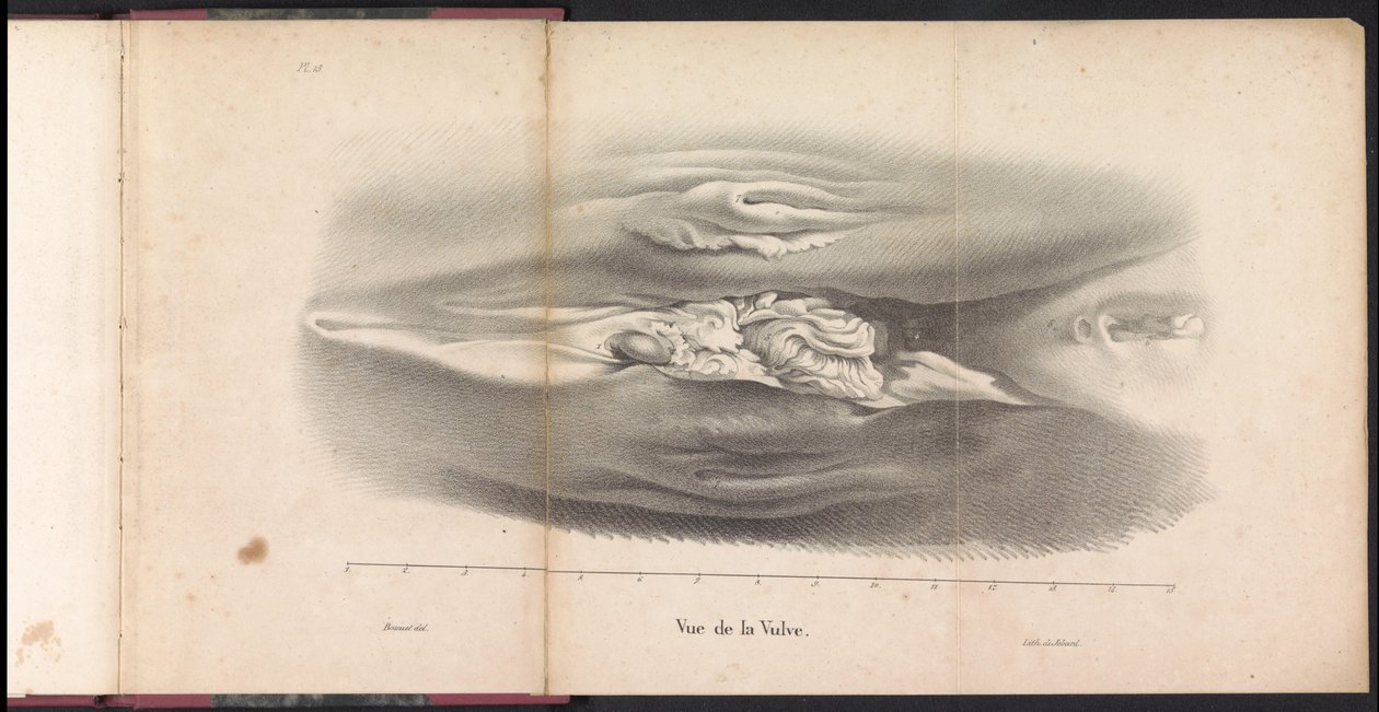 Organi genitali femminili della balena, 1827 da Bossuet