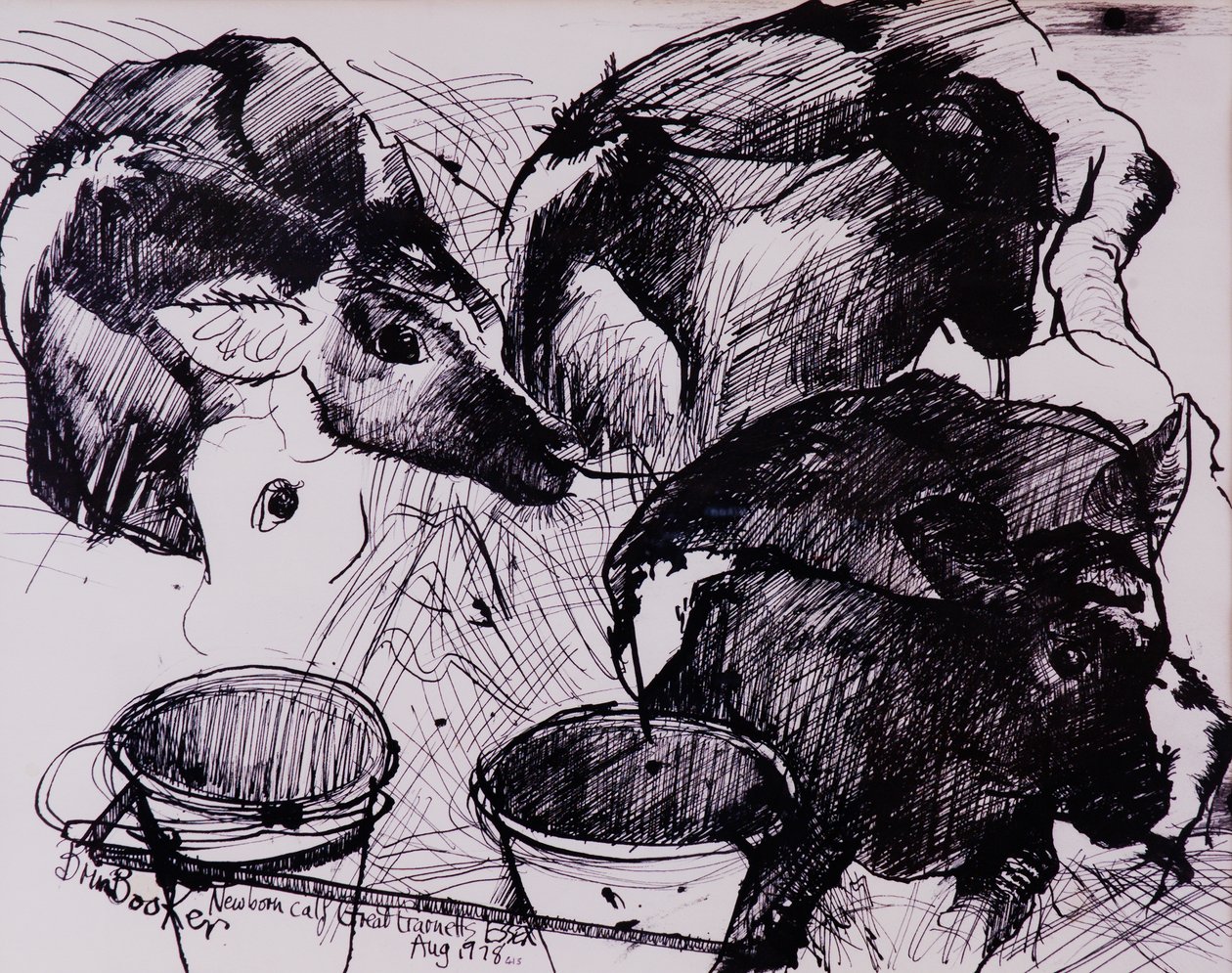 Vitelli, umidi, neonati, 1978 da Brenda Brin Booker