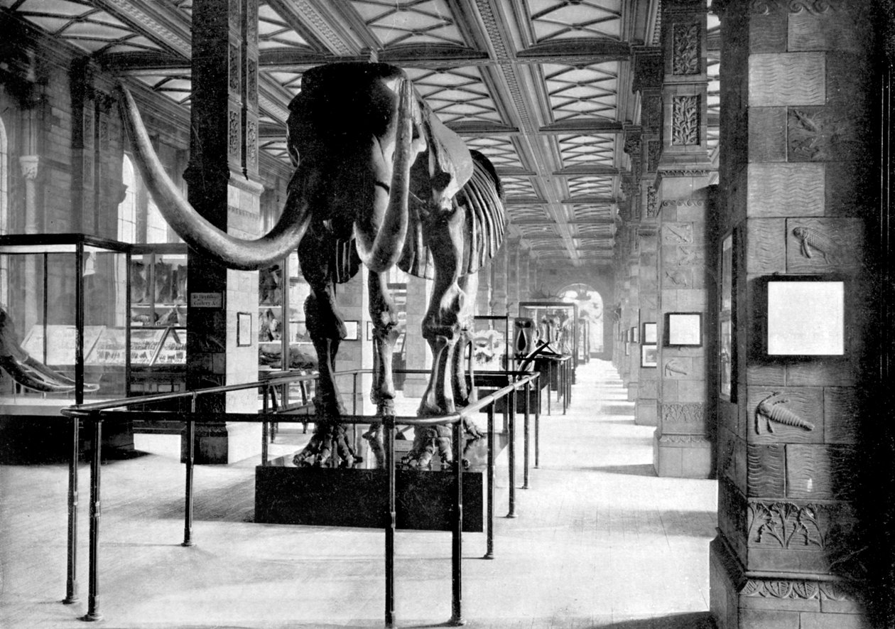 Il grande mastodonte nella galleria sud-est del Museo di Storia Naturale, South Kensington, Londra, 1890 da British Photographer