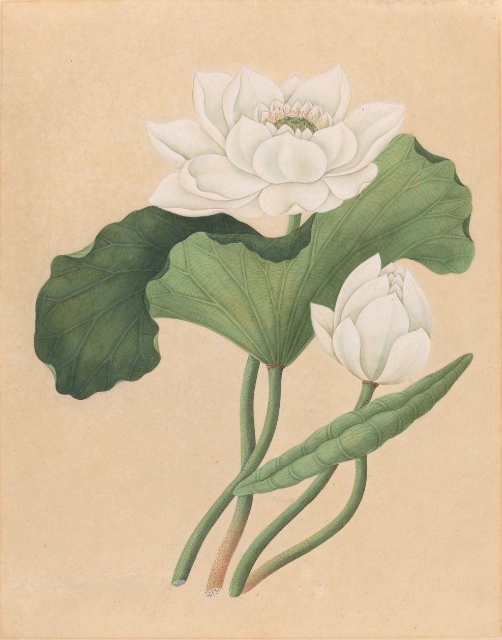 Loto indiano orientale (Nelumbo nucifera) da British 19th Century