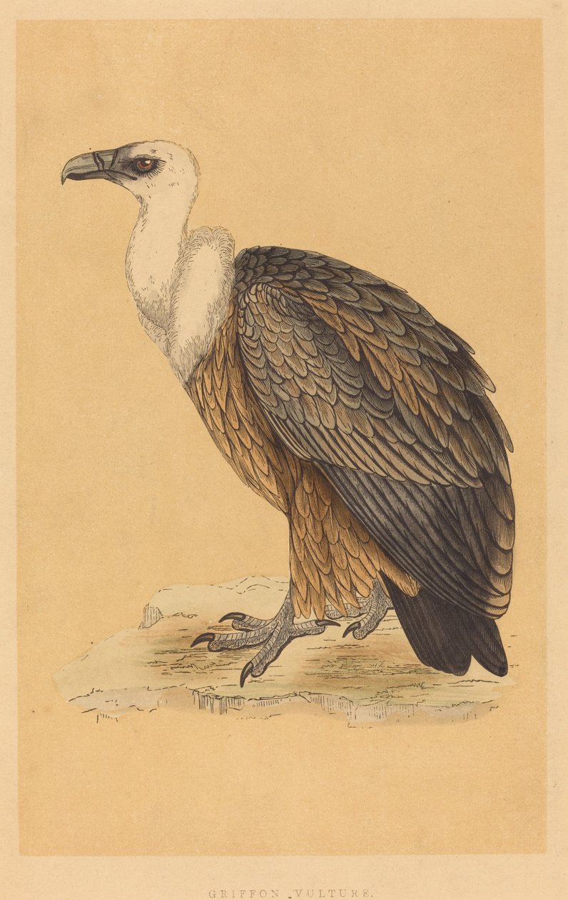 Grifone avvoltoio da British 19th Century