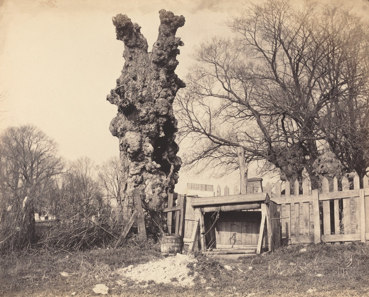 Vecchio albero vicino a Chatham da British 19th Century
