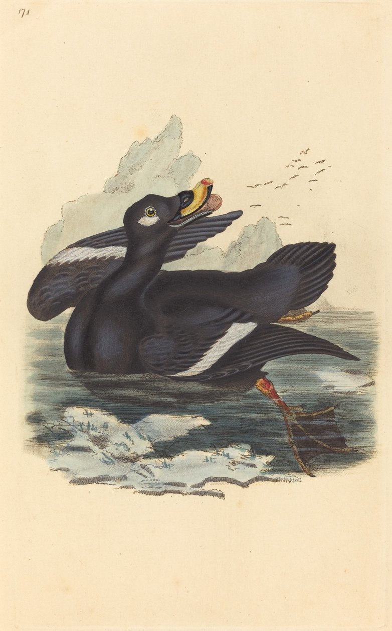Anatra di velluto da British 19th Century