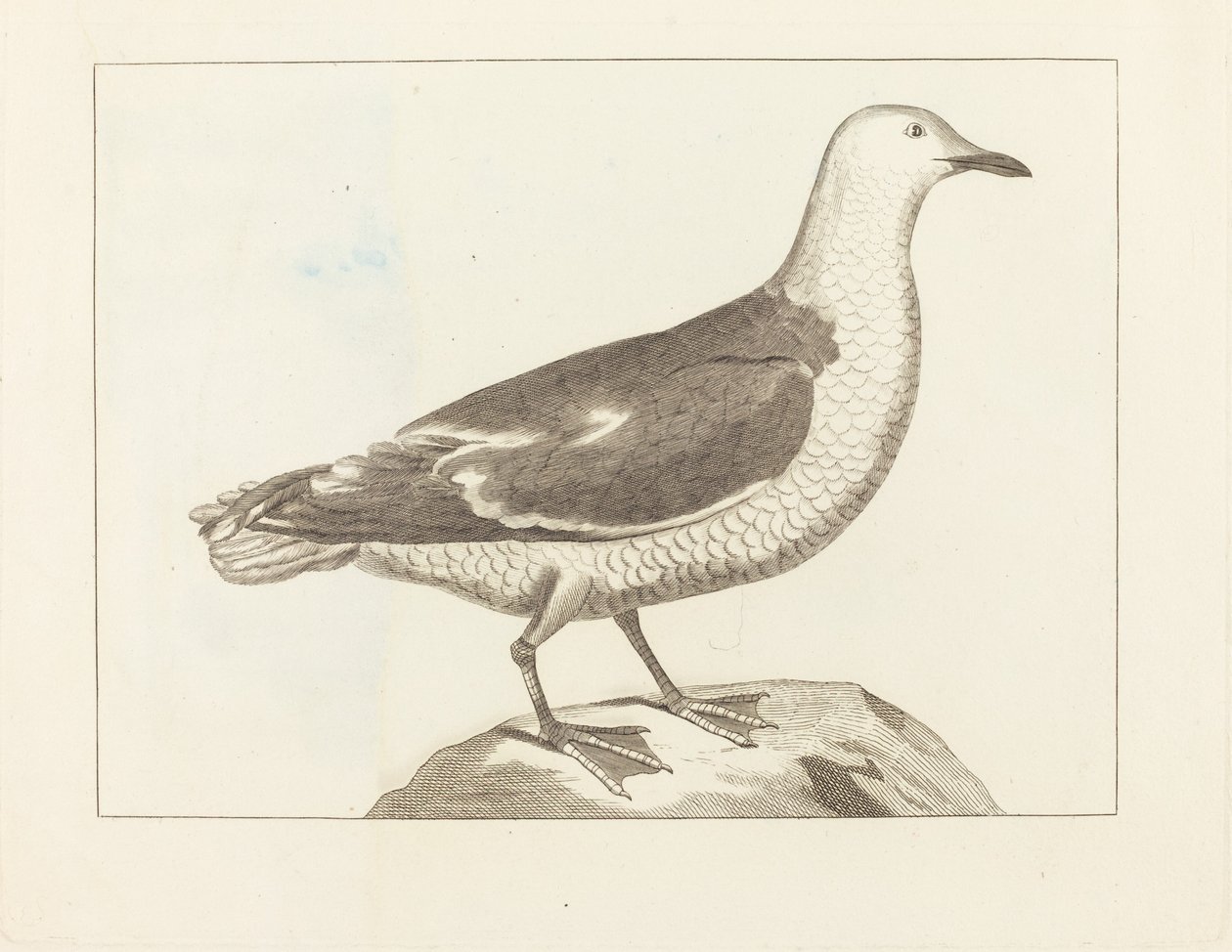 Uccelli acquatici da British 19th Century