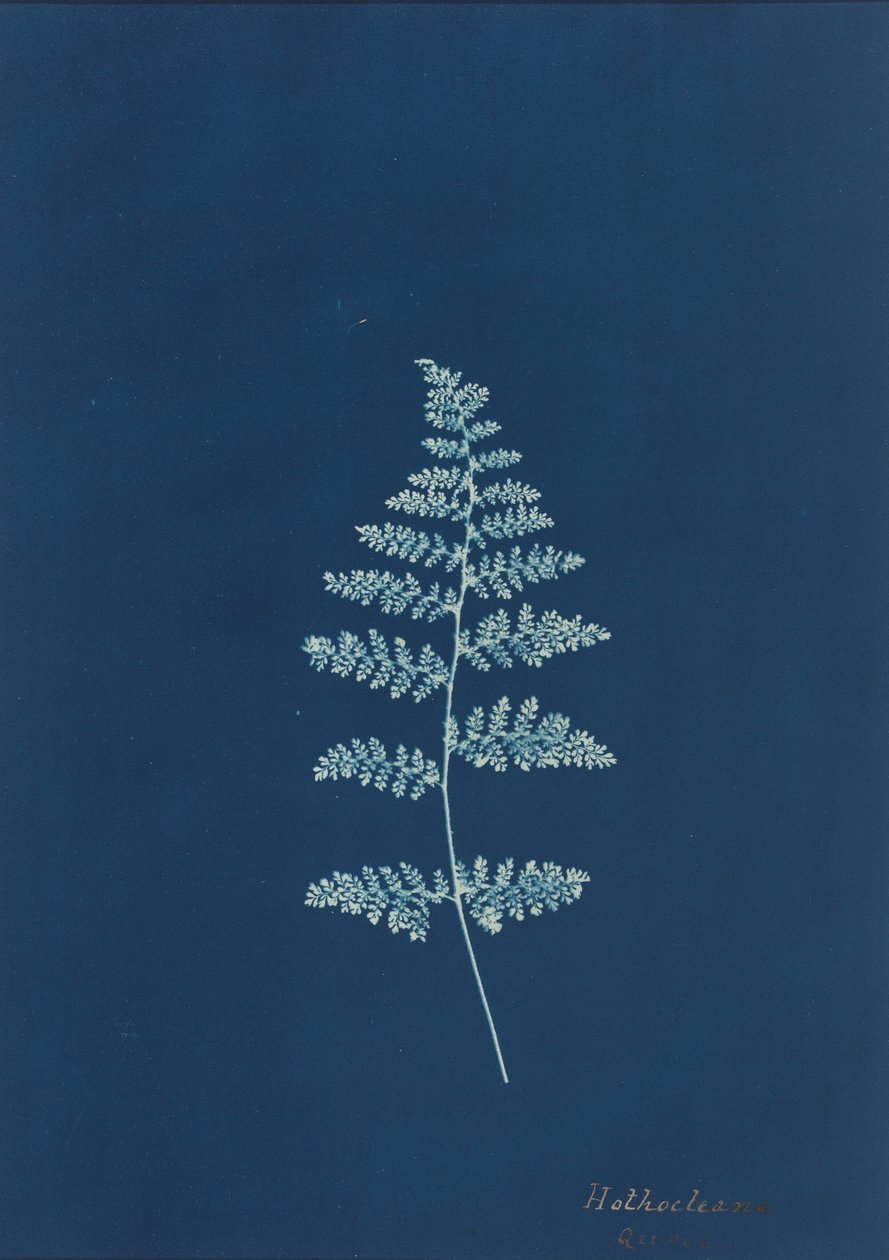 Hothocleana, c. 1850 (foto) da British Photographer