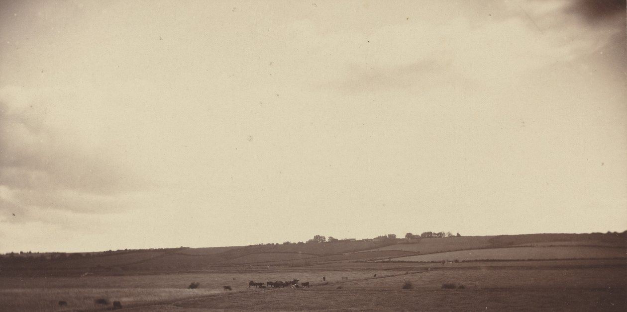 Veduta di campi con mucche, anni 1850-1860 (foto) da British Photographer
