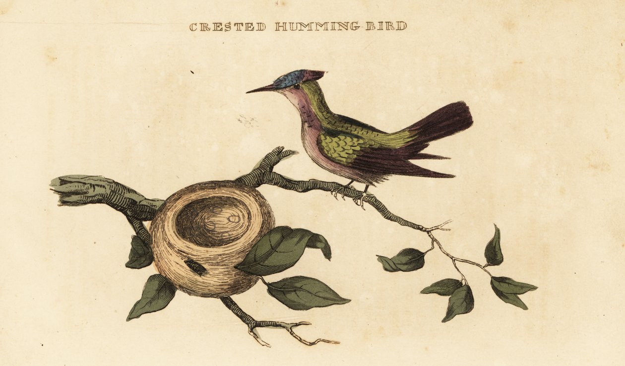 Colibrì crestato delle Antille, Orthorhyncus cristatus da British School