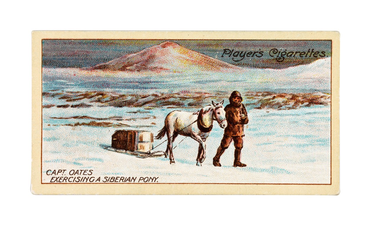 Cap. L.E.G. Oates che esercita un pony siberiano sul ghiaccio marino al largo di Cape Evans da British School