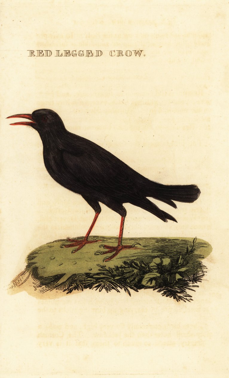 Gracchio corallino, Pyrrhocorax pyrrhocorax da British School