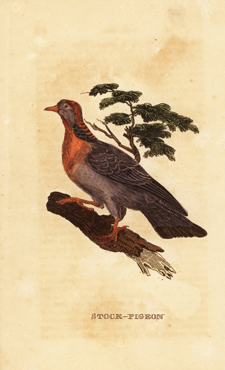 Colombella, Columba oenas da British School