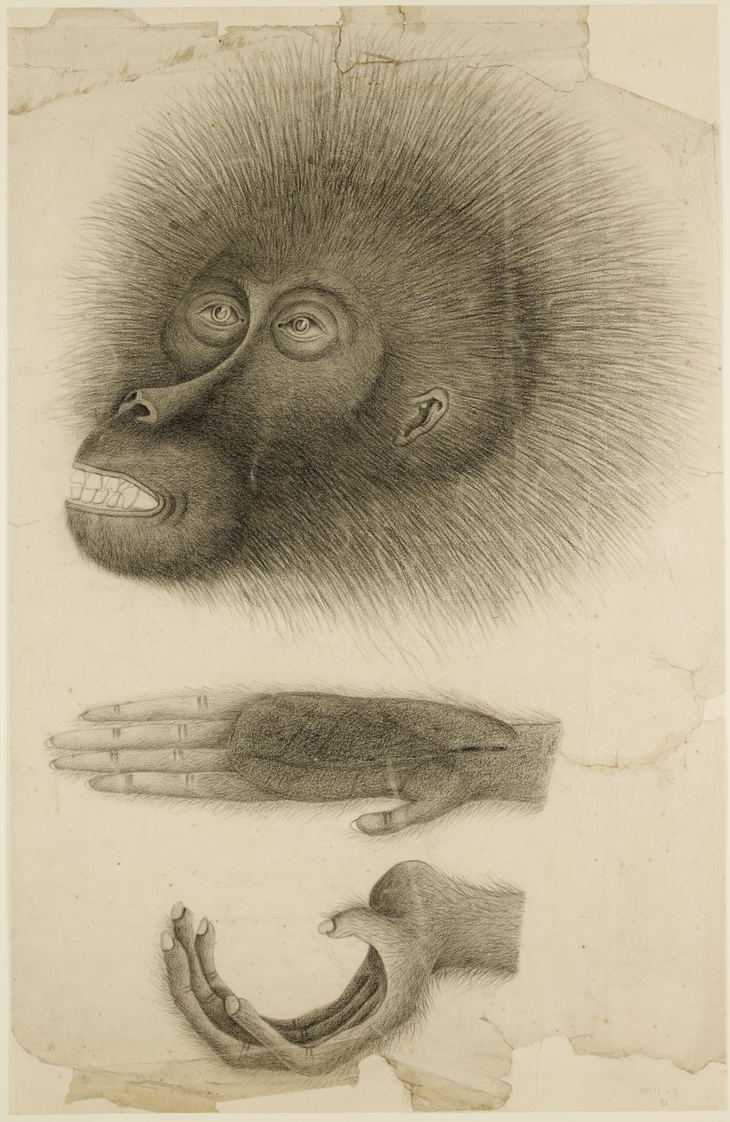 La testa e le mani di un orangutan, c.1818-30 da British School