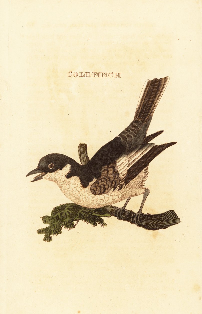 Ballerina bianca, Motacilla alba da British School