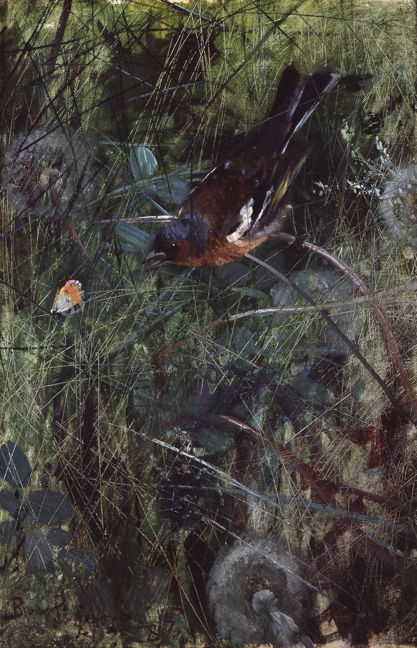 Chaffinch da Bruno Andreas Liljefors