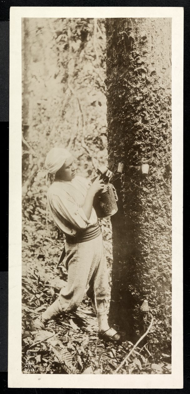Vista di un uomo che raccoglie gomma da un albero di gomma, presumibilmente a Panama durante la costruzione del canale, 1913 da Byron Company