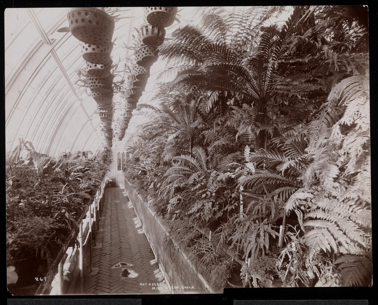 Piante in una serra nella tenuta di Helen Gould (ex residenza di Jay Gould) a Tarrytown, New York, 1894 da Byron Company