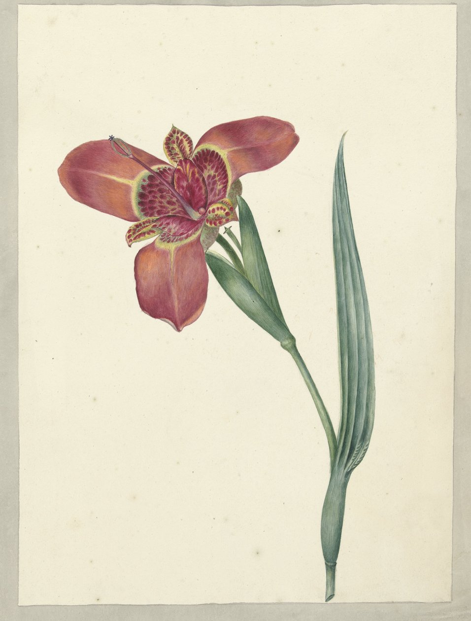 Fiore chiamato Ferraria Tigrina da C.J. Kruimel