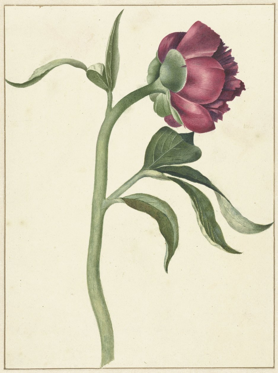 Fiore di peonia da C.J. Kruimel