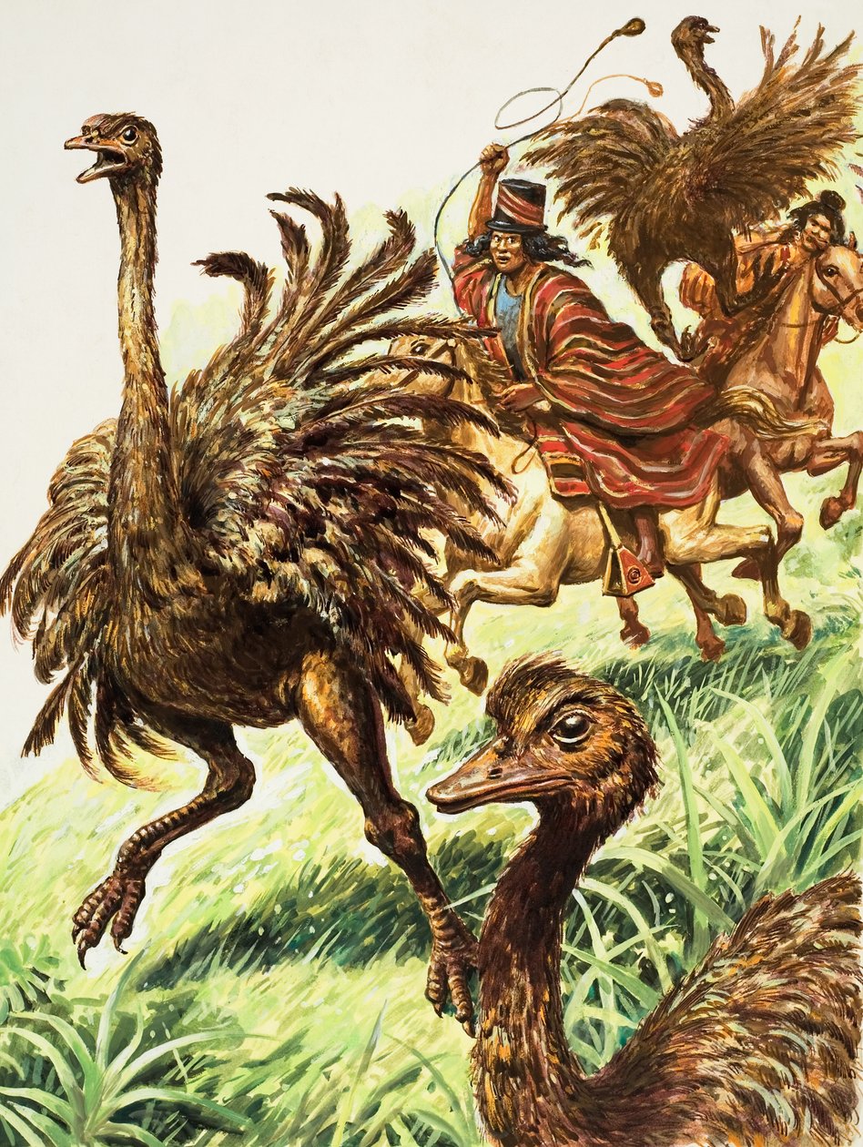 Rheas (guazzo su carta) da C.L. Doughty