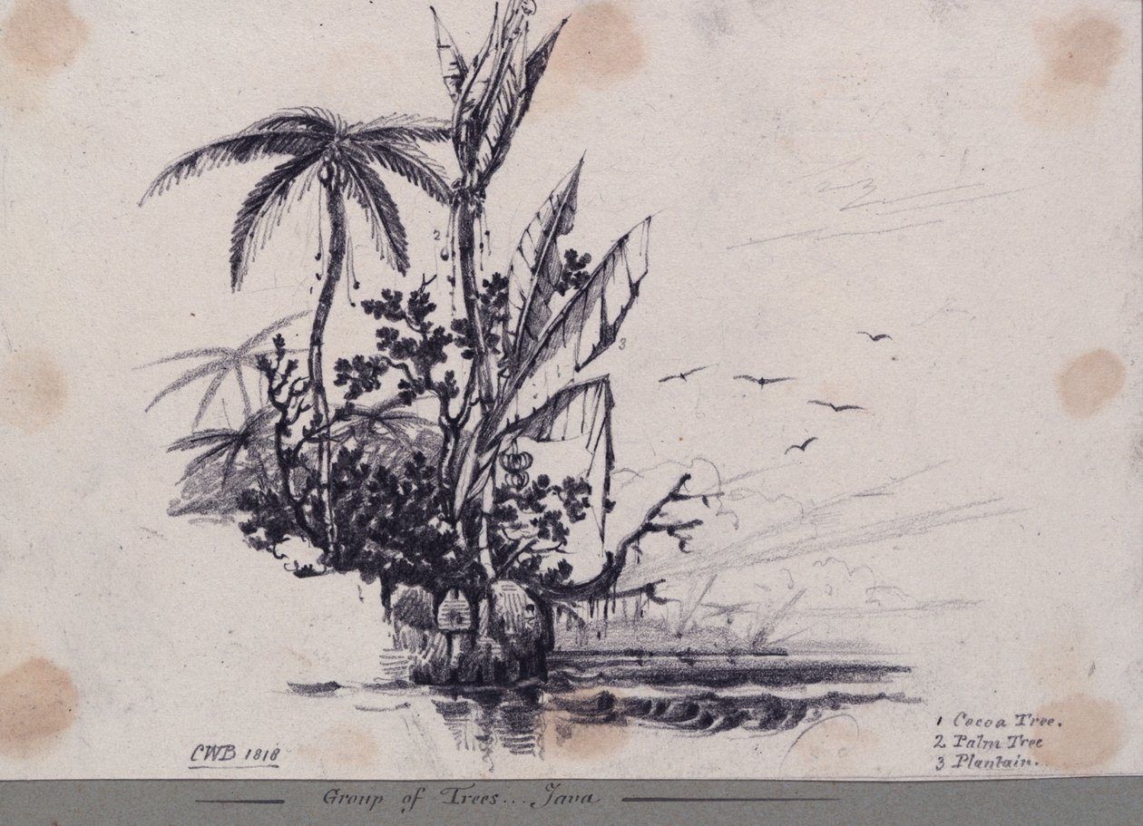 Gruppo di alberi.... Giava. 1. Albero di cacao, 2. Palma, 3. Piantaggine da C.W. Browne