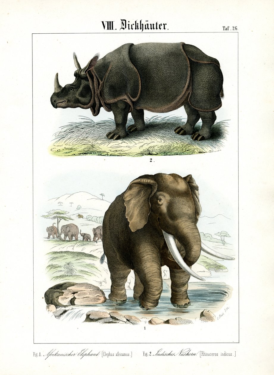 Elefante africano e rinoceronte indiano da C. Roth