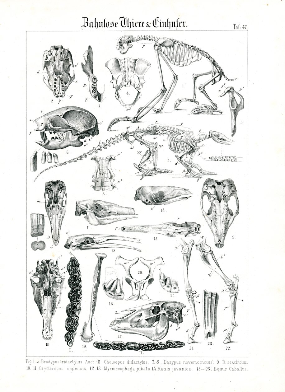 Illustrazione anatomica di Edentati ed Equidi da C. Roth