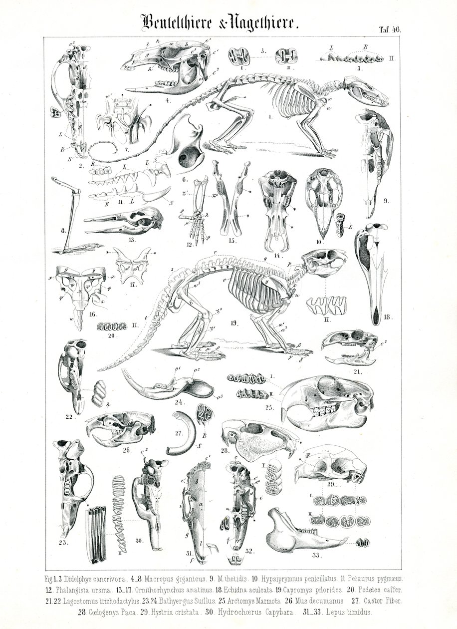 Illustrazione anatomica di Marsupiali e Roditori da C. Roth