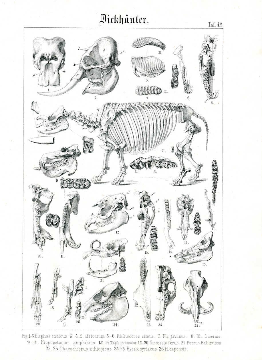 Illustrazione anatomica dei pachidermi da C. Roth
