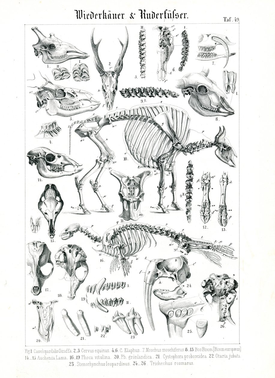 Illustrazione anatomica di ruminanti e pinnipedi da C. Roth