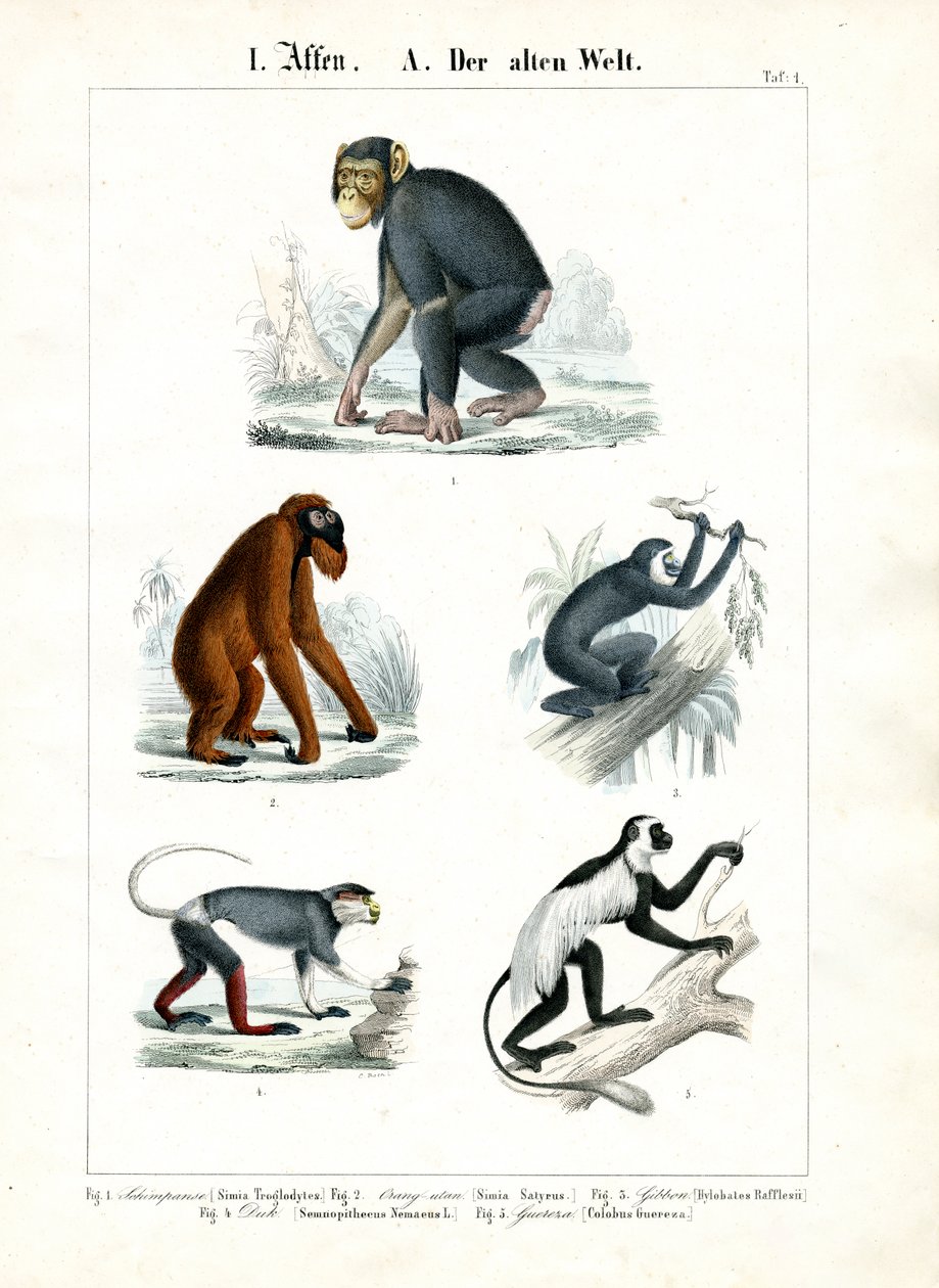 Scimmie del Vecchio Mondo da C. Roth
