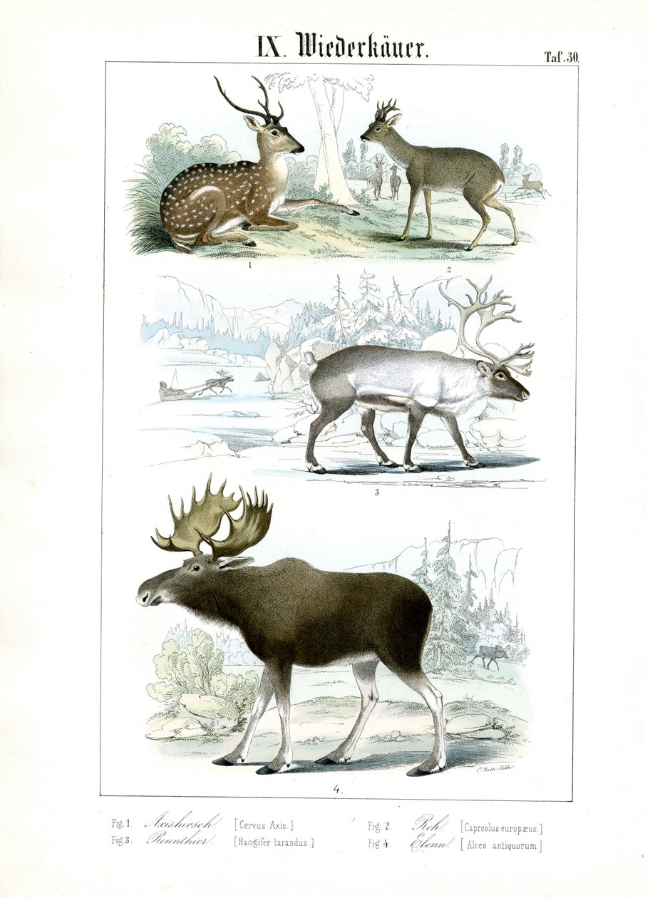 Specie di cervo di diversi habitat da C. Roth