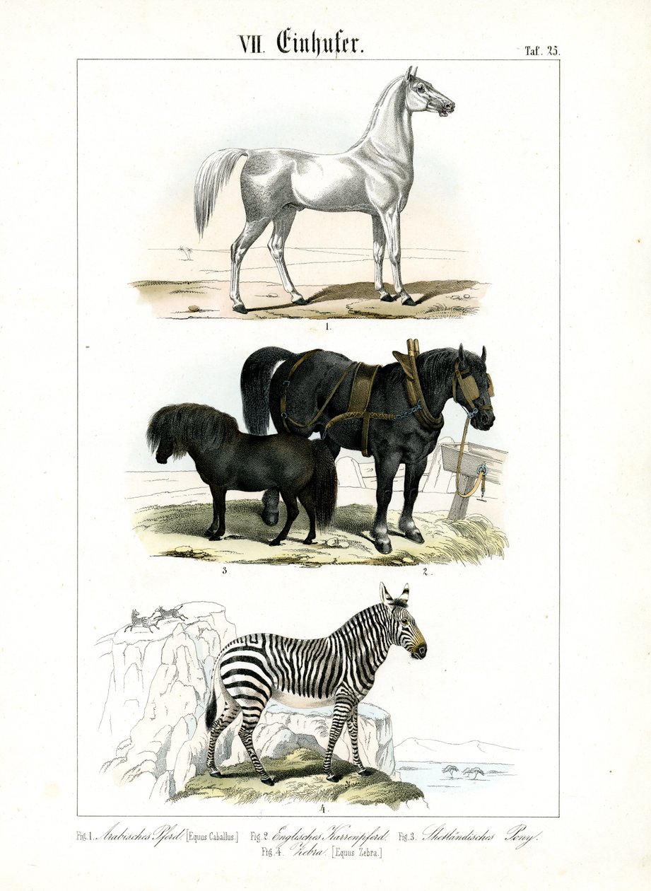 Equini: Cavalli e zebre da C. Roth