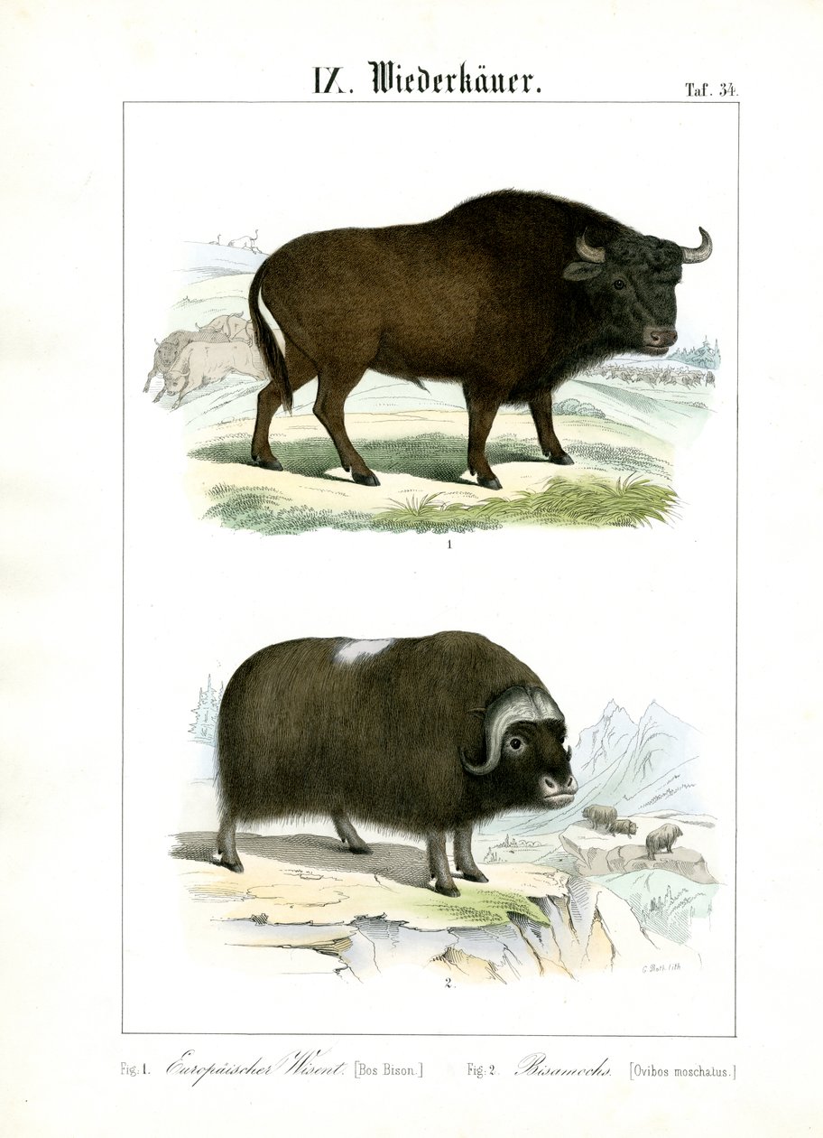 Bisonte europeo e Muskox da C. Roth