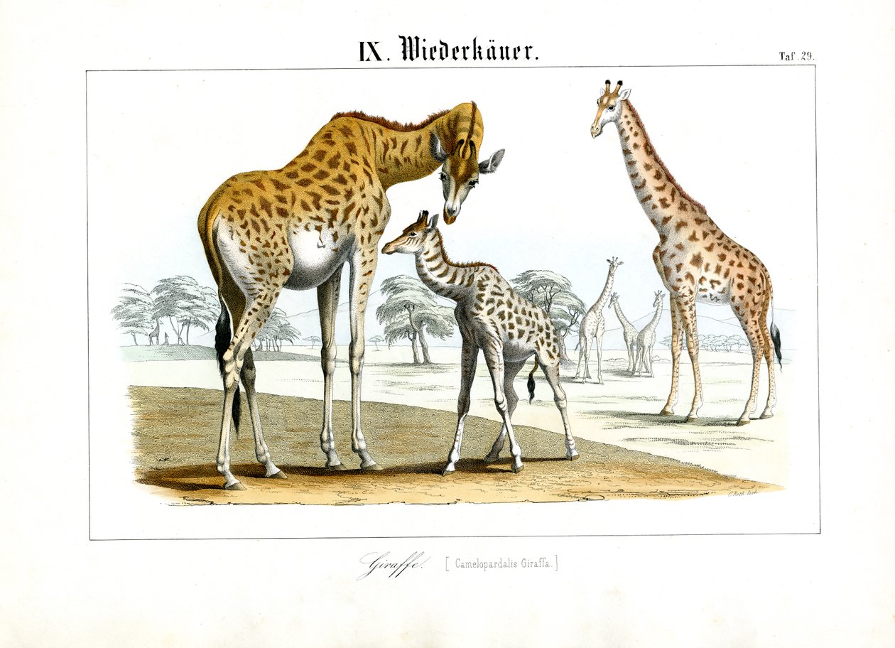 Le giraffe nella savana africana da C. Roth
