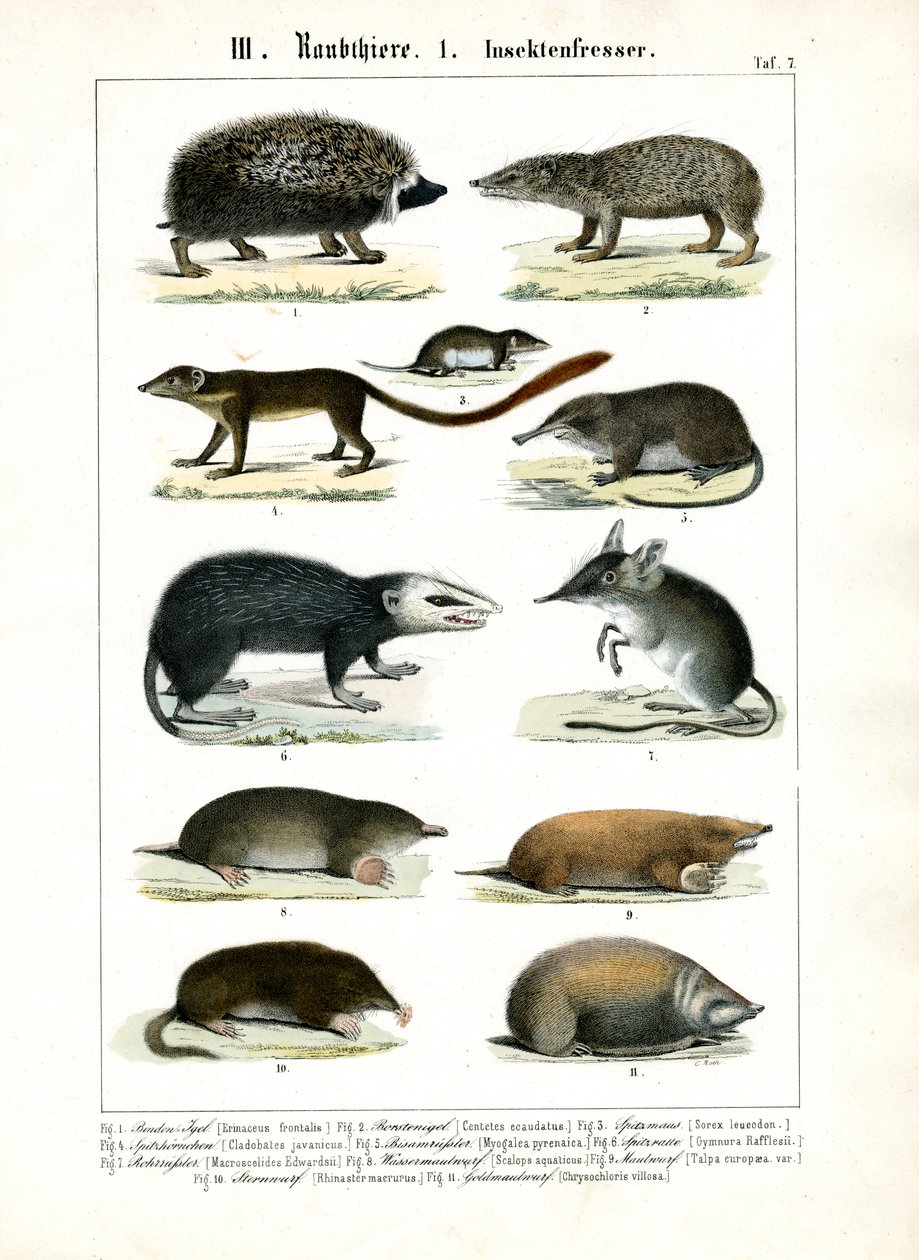 Mammiferi insettivori da C. Roth