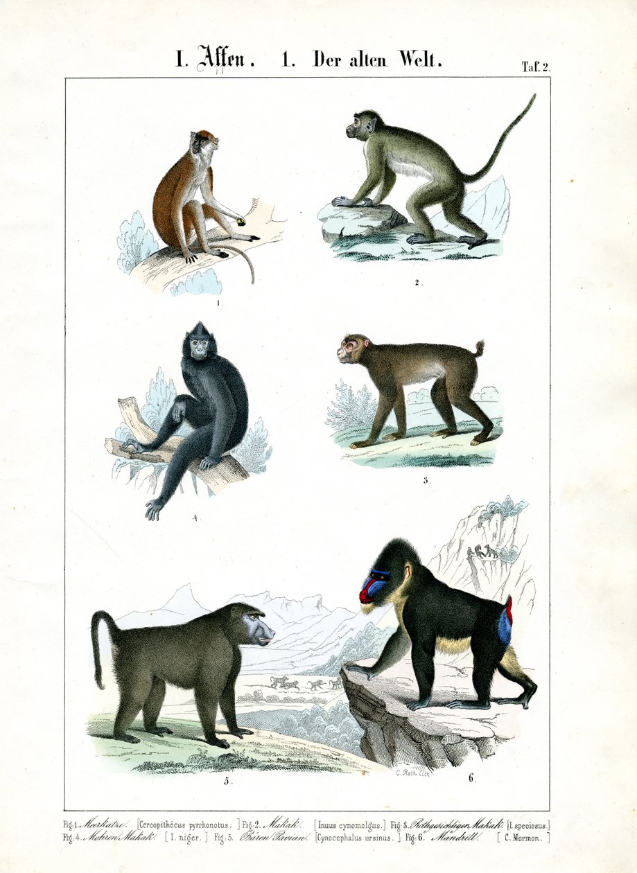 Altre specie di scimmie del Vecchio Mondo da C. Roth