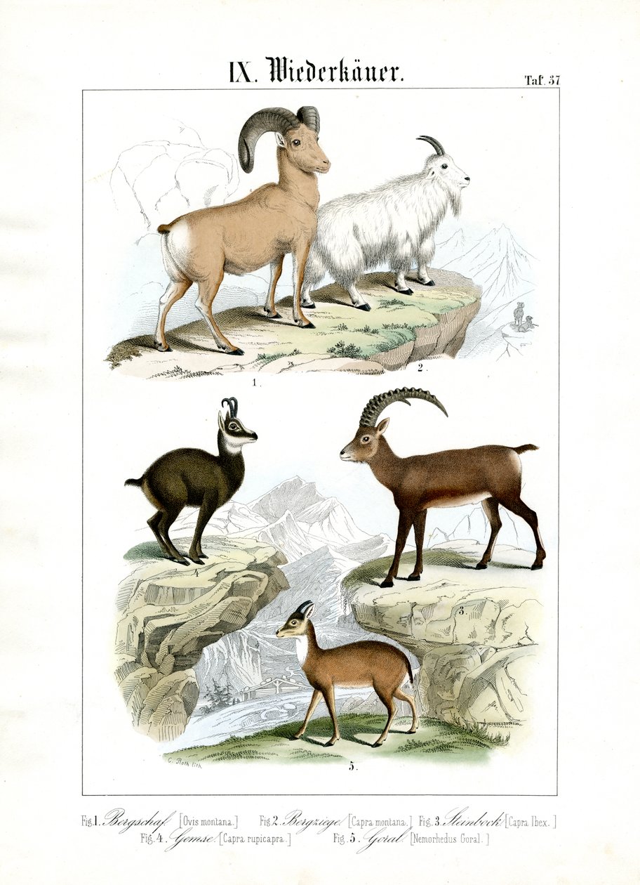 Ruminanti di montagna da C. Roth