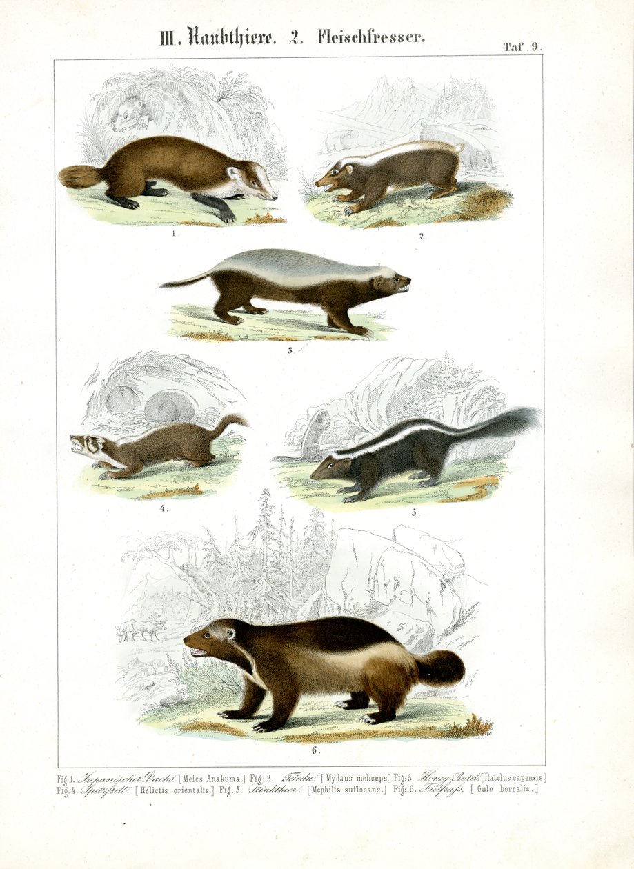 Carnivori mustelidi da C. Roth