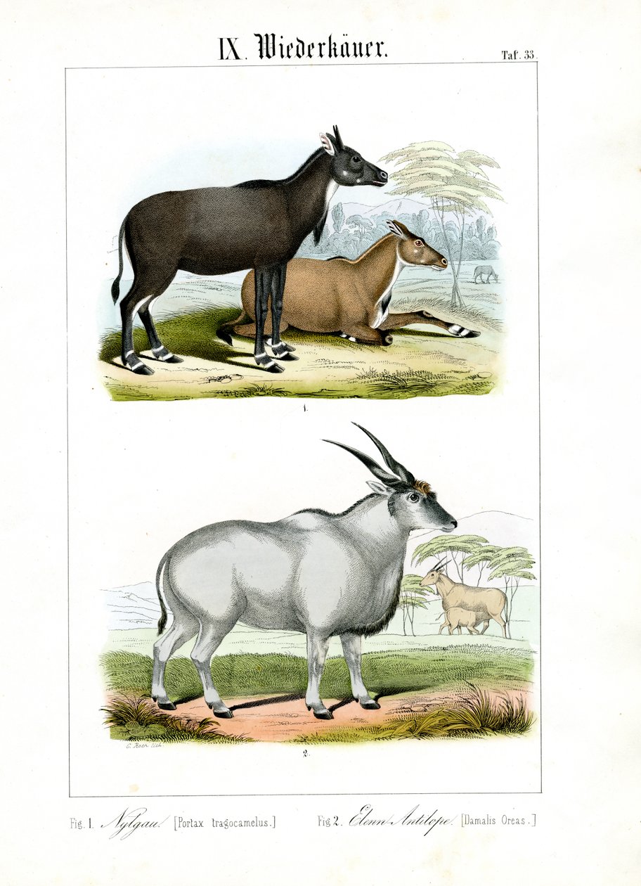 Antilope Nilgai e Eland da C. Roth
