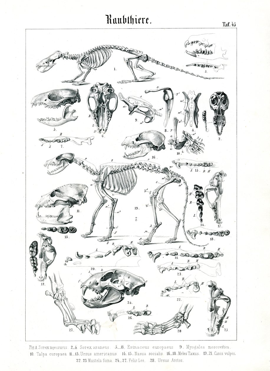 Scheletri e crani di carnivori da C. Roth
