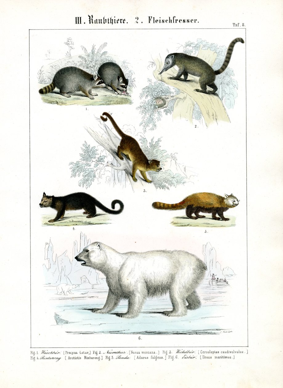 Piccoli carnivori e orso polare da C. Roth