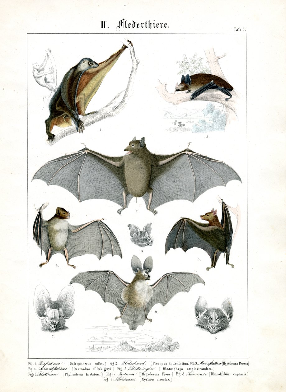 Varie specie di pipistrelli da C. Roth