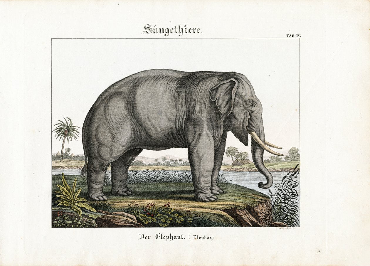 Elefante africano da C. Steglich