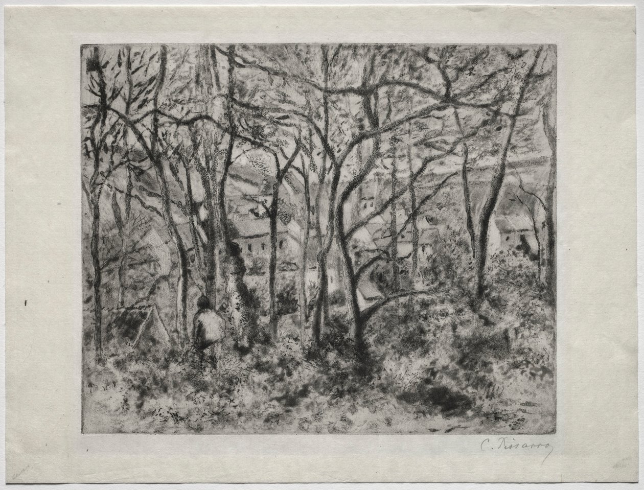 Paesaggio boscoso a L