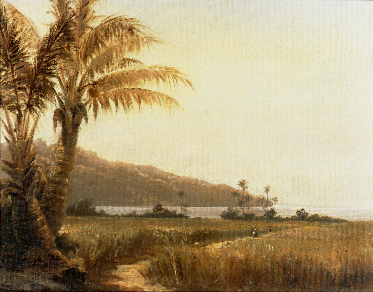 Palme da cocco in riva al mare, Saint Thomas, Antille ... (dipinto su tela) da Camille Pissarro