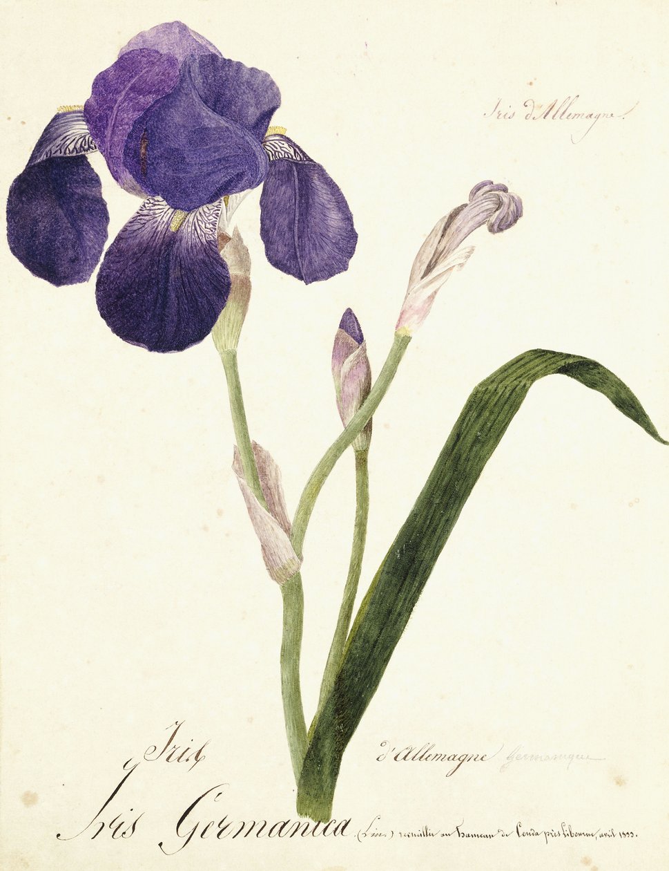 Iris germanica, c. 1815-1851 da Capitaine Pelletier