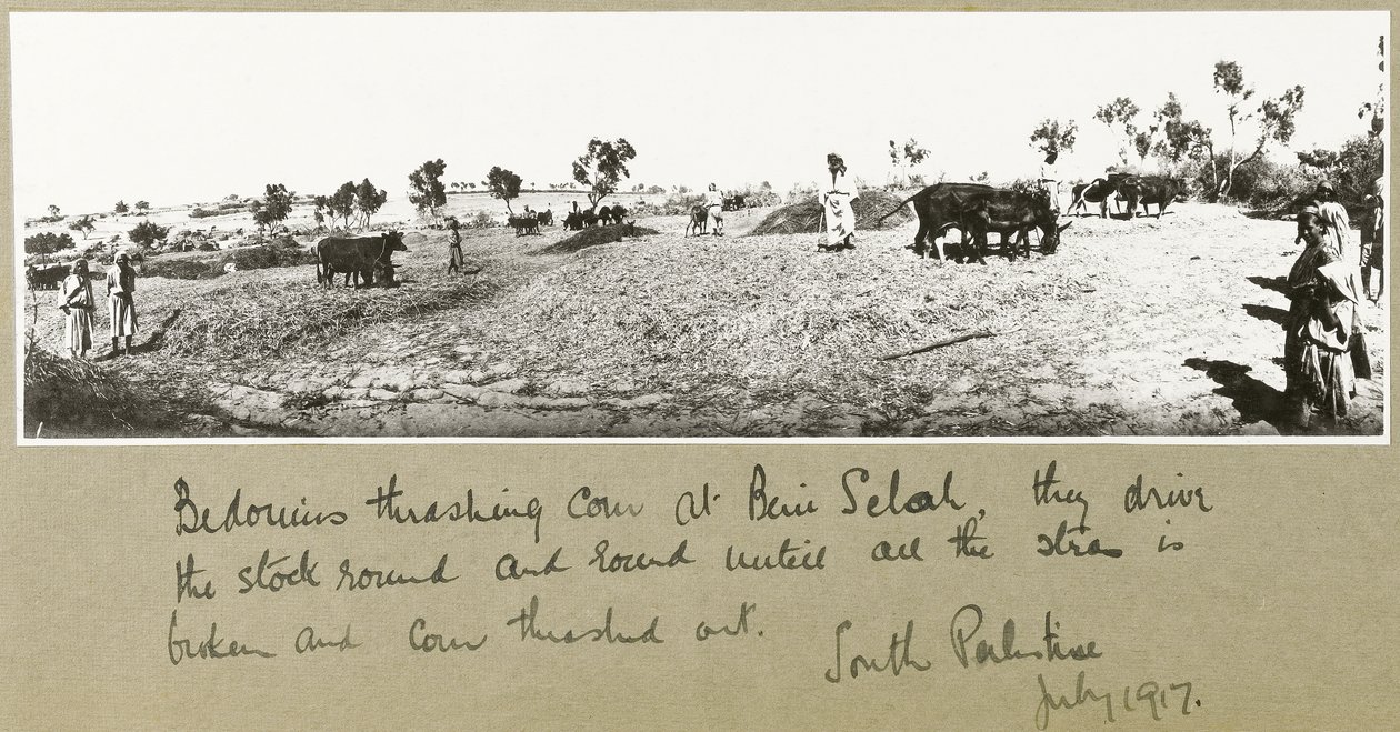 Beduini che trebbiavano il grano a Beni Saleh, luglio 1917 da Capt. Arthur Rhodes