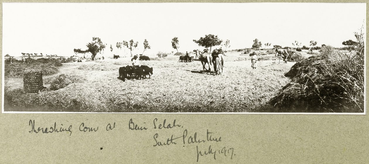 Trebbiatura del grano a Beni Selah, luglio 1917 da Capt. Arthur Rhodes